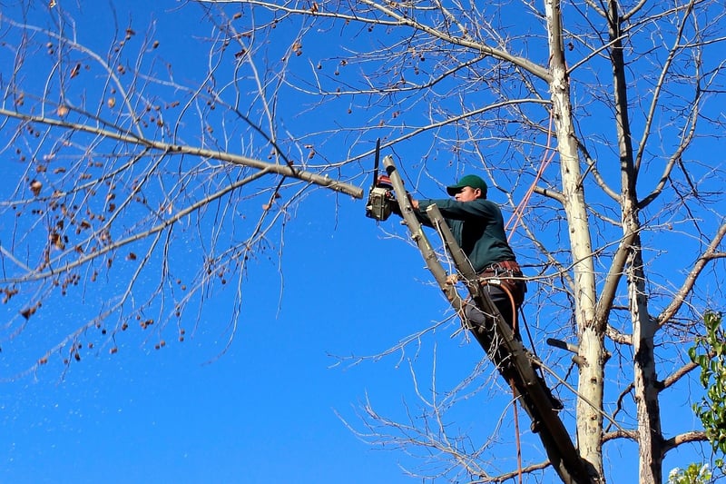 Pruning and Trimming