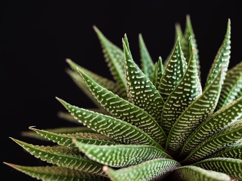 Succulent Display