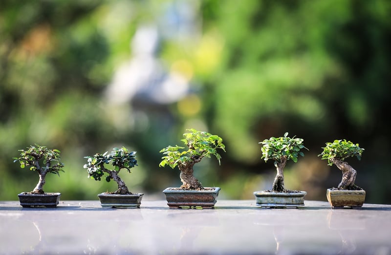 Pruning and Trimming Image
