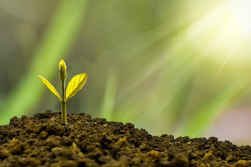 Sunlight and plant